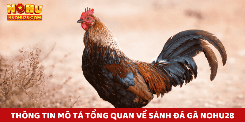 Nền tảng đá gà nohu28 luôn được sự tin tưởng của đông đảo người chơi